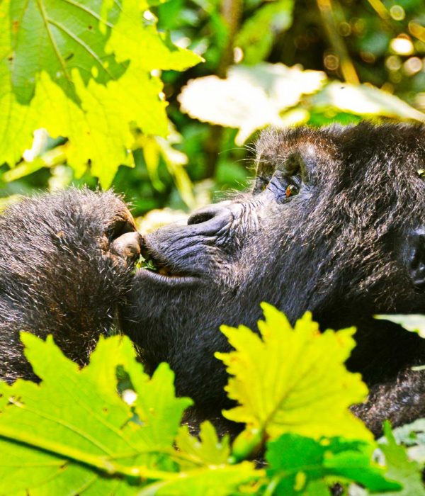 gorilla-trekking-adventure-tour-arrangements