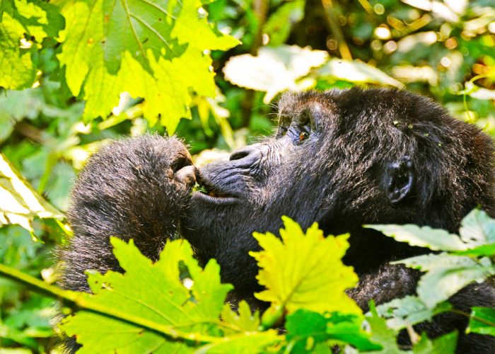 gorilla-trekking-adventure-tour-arrangements