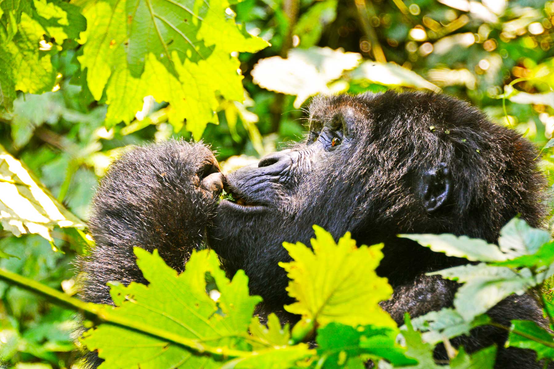 gorilla-trekking-adventure-tour-arrangements