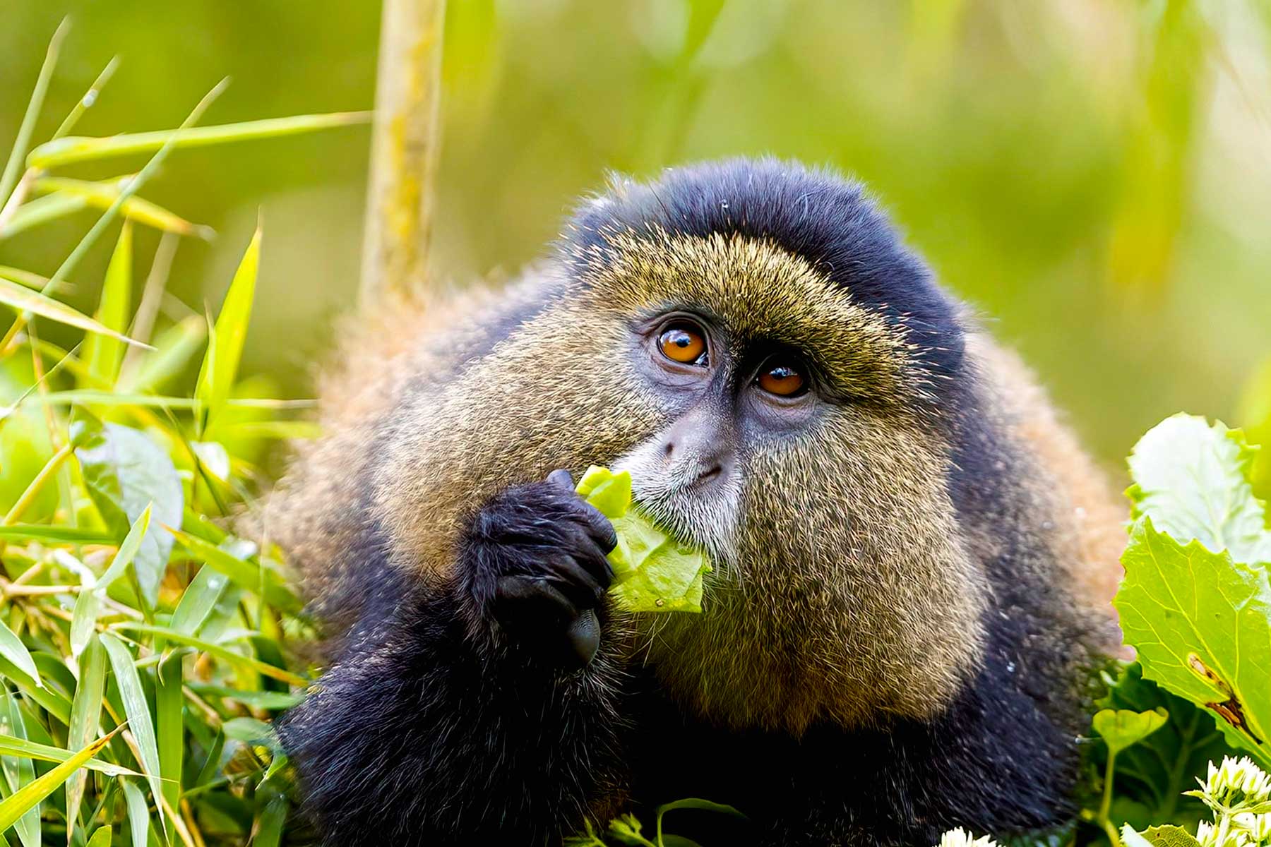 6-days-rwanda-golden-monkey-and-uganda-gorilla-trekking-safari