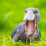 best-places-in-uganda-for-a-shoebill-stork-bird-watching-experience