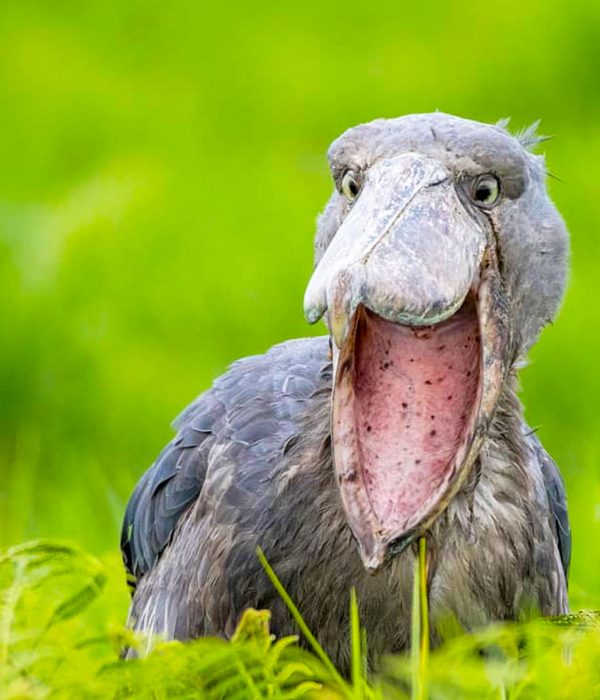 best-places-in-uganda-for-a-shoebill-stork-bird-watching-experience