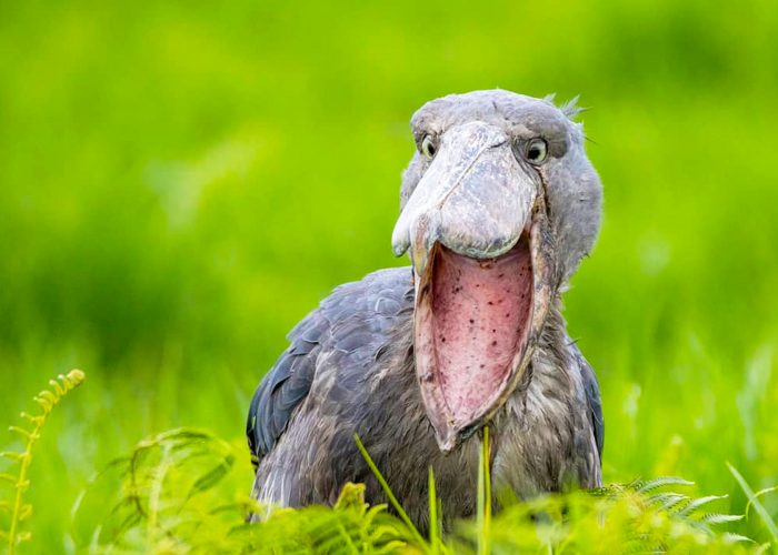 best-places-in-uganda-for-a-shoebill-stork-bird-watching-experience