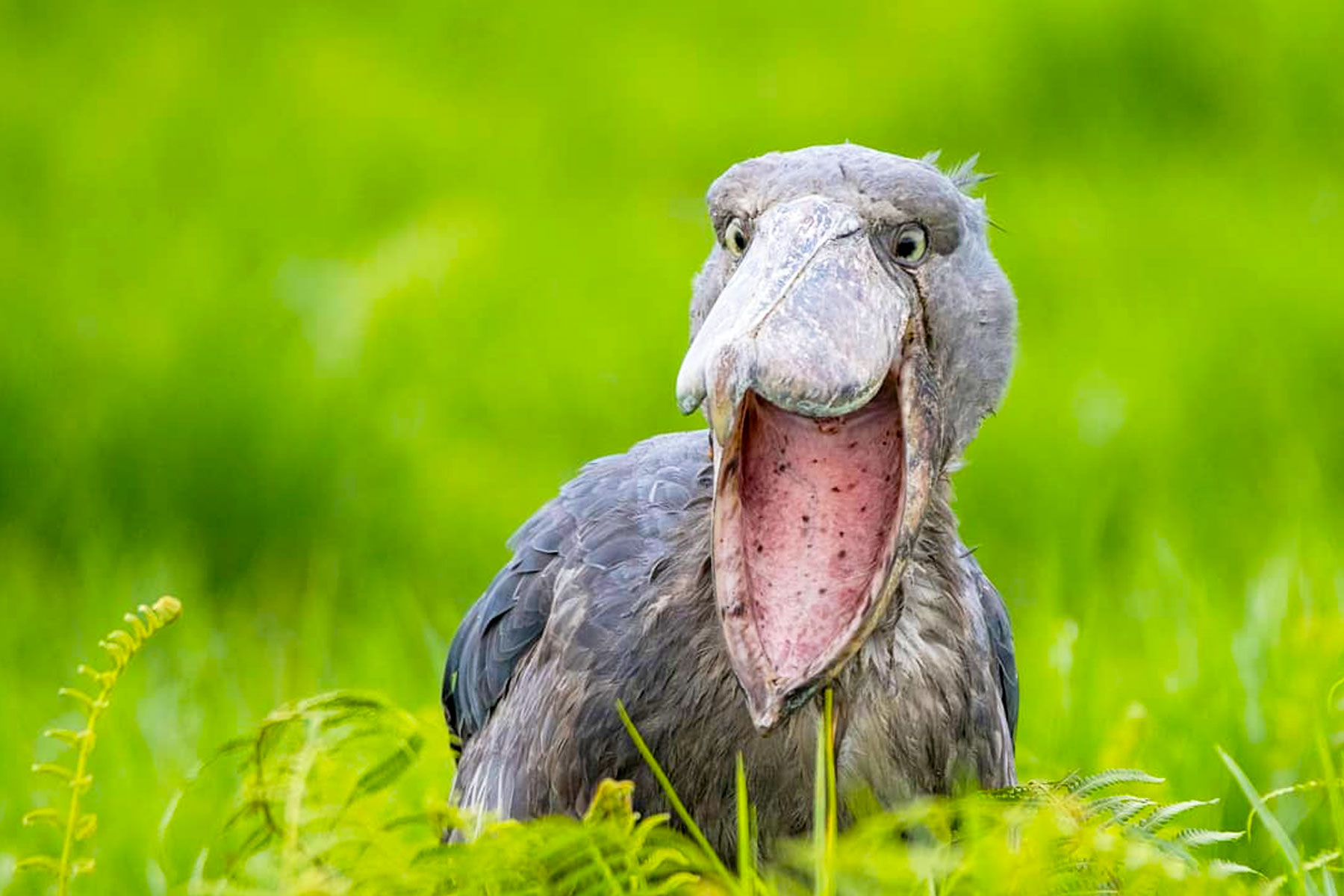 best-places-in-uganda-for-a-shoebill-stork-bird-watching-experience